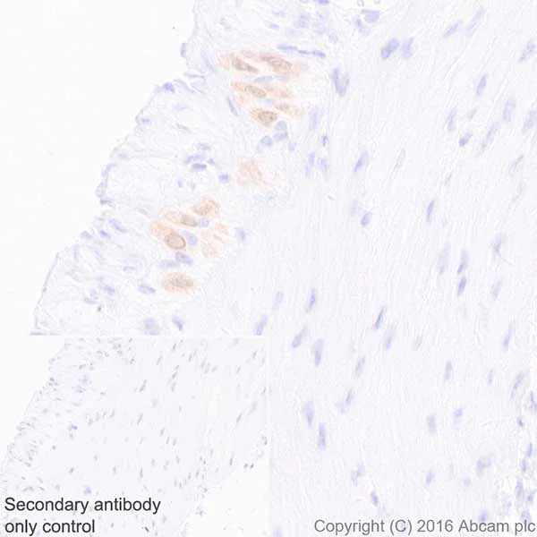 Immunohistochemistry (Formalin/PFA-fixed paraffin-embedded sections) - Anti-HuD + HuC antibody [EPR19098] - BSA and Azide free (AB232416)