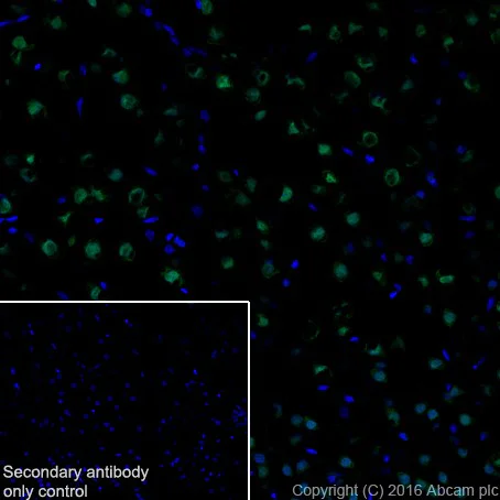 Immunohistochemistry (Frozen sections) - Anti-HuD + HuC antibody [EPR19098] - BSA and Azide free (AB232416)