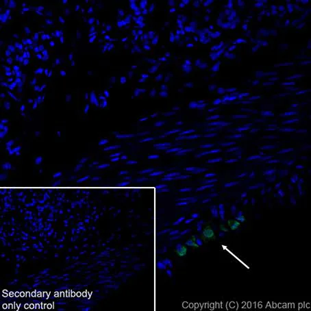 Immunohistochemistry (Frozen sections) - Anti-HuD + HuC antibody [EPR19098] - BSA and Azide free (AB232416)