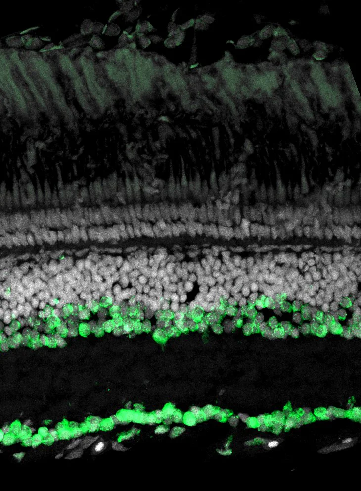 Immunohistochemistry (Frozen sections) - Anti-HuD + HuC antibody [EPR19098] - BSA and Azide free (AB232416)