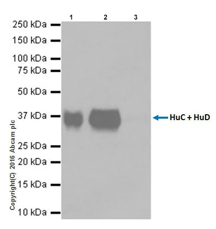 Immunoprecipitation - Anti-HuD + HuC antibody [EPR19098] - BSA and Azide free (AB232416)