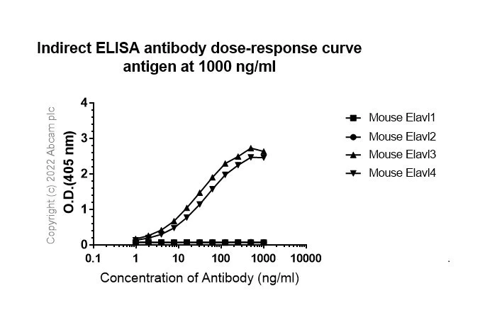 Indirect ELISA - Anti-HuD + HuC antibody [EPR19098] - BSA and Azide free (AB232416)