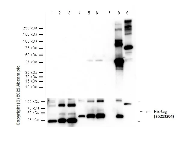 Western blot - Anti-HuD + HuC antibody [EPR19098] - BSA and Azide free (AB232416)