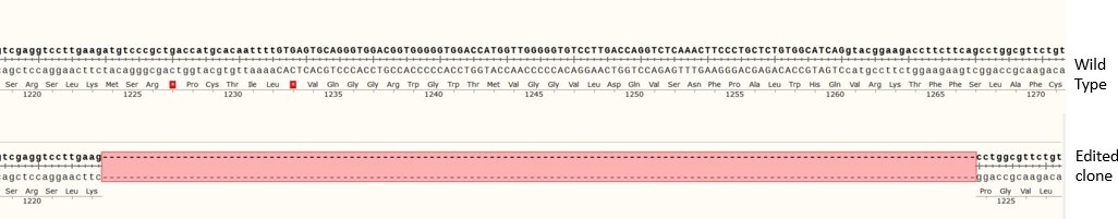 Human A-Raf knockout HCT116 cell line