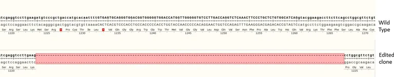 Next Generation Sequencing - Human A-Raf knockout HCT116 cell line (AB286752)