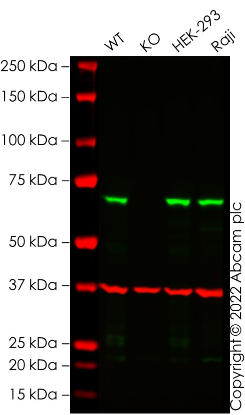 Western blot - Human A-Raf knockout HCT116 cell line (AB286752)