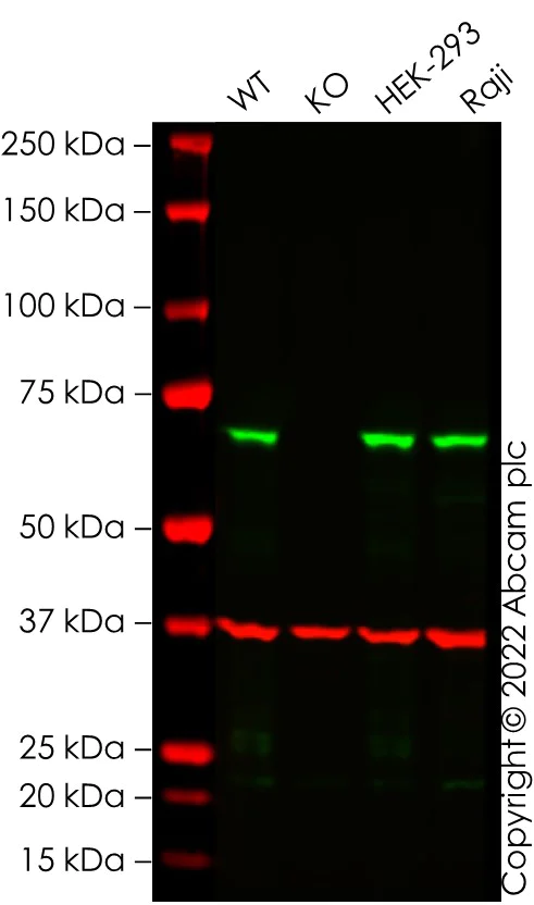 Western blot - Human A-Raf knockout HCT116 cell line (AB286752)