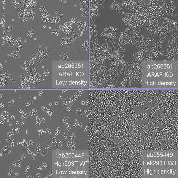 Cell Culture - Human A-Raf knockout HEK-293T cell line (AB266351)