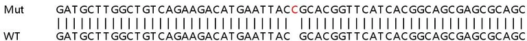 Sanger Sequencing - Human AADAT (KAT2) knockout HEK-293T cell line (AB266107)