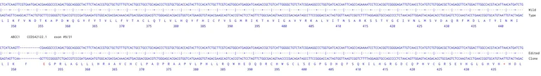Next Generation Sequencing - Human ABCC1 (MRP1) knockout A549 cell line (AB261871)