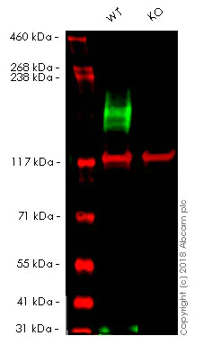 Western blot - Human ABCC1 (MRP1) knockout A549 cell line (AB261871)