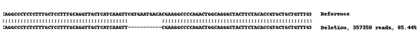 Next Generation Sequencing - Human ABCC1 (MRP1) knockout A549 cell lysate (AB261680), expandable thumbnail