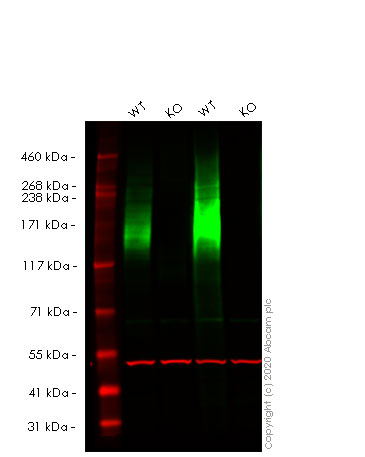 Western blot - Human ABCC1 (MRP1) knockout A549 cell lysate (AB261680), expandable thumbnail