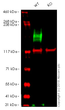 Western blot - Human ABCC1 (MRP1) knockout A549 cell lysate (AB261680), expandable thumbnail