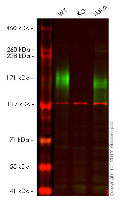 Western blot - Human ABCC1 (MRP1) knockout A549 cell lysate (AB261680), expandable thumbnail