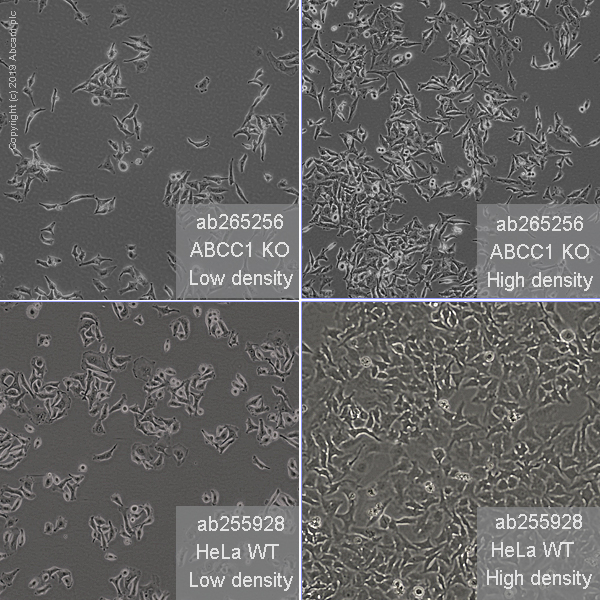 Cell Culture - Human ABCC1 (MRP1) knockout HeLa cell line (AB265256), expandable thumbnail