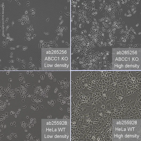 Cell Culture - Human ABCC1 (MRP1) knockout HeLa cell line (AB265256)