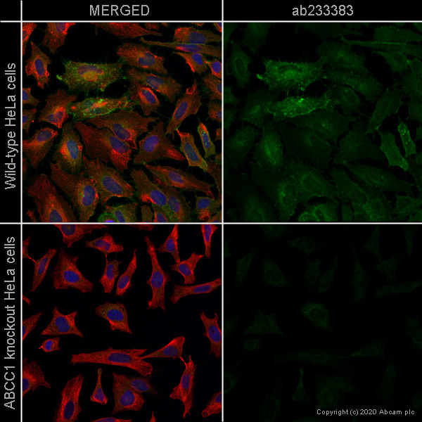 Immunocytochemistry/ Immunofluorescence - Human ABCC1 (MRP1) knockout HeLa cell line (AB265256), expandable thumbnail