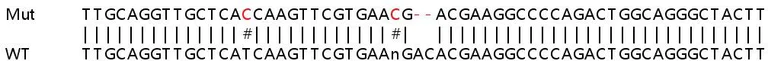 Sanger Sequencing - Human ABCC1 (MRP1) knockout HeLa cell lysate (AB257242)