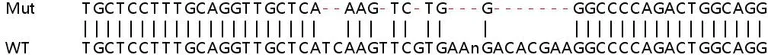Sanger Sequencing - Human ABCC1 (MRP1) knockout HeLa cell lysate (AB257242)
