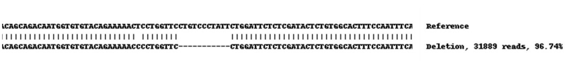 Next Generation Sequencing - Human ABCC2 knockout A549 cell line (AB261855), expandable thumbnail