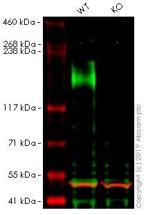 Western blot - Human ABCC2 knockout A549 cell line (AB261855), expandable thumbnail