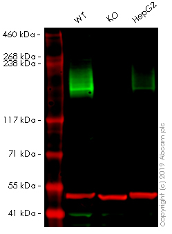 Western blot - Human ABCC2 knockout A549 cell line (AB261855), expandable thumbnail