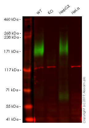 Western blot - Human ABCC2 knockout A549 cell line (AB261855), expandable thumbnail
