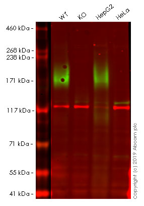 Western blot - Human ABCC2 knockout A549 cell line (AB261855), expandable thumbnail
