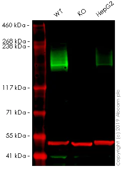 Western blot - Human ABCC2 knockout A549 cell lysate (AB261663)