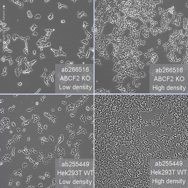 Human ABCF2 Knockout HEK 293T Cell Line ab266516 Abcam