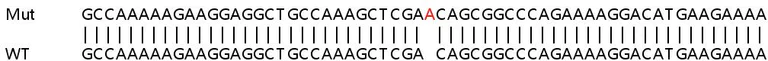 Sanger Sequencing - Human ABCF2 knockout HEK-293T cell lysate (AB258773)