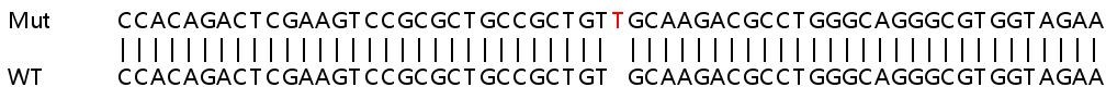 Sanger Sequencing - Human ABCF3 knockout HeLa cell line (AB265920)