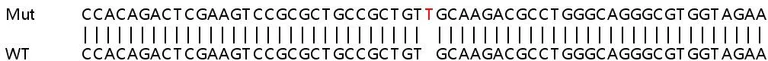 Sanger Sequencing - Human ABCF3 knockout HeLa cell lysate (AB258774)