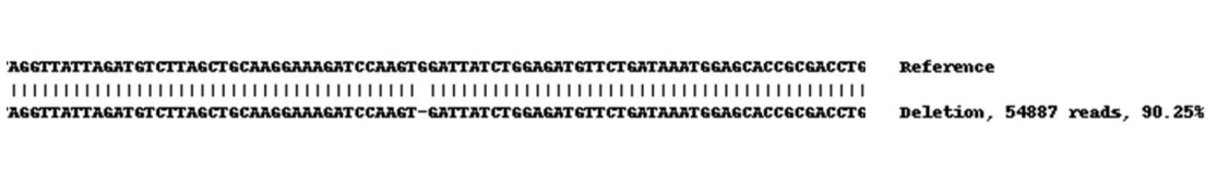 Next Generation Sequencing - Human ABCG2 knockout A549 cell lysate (AB259778), expandable thumbnail