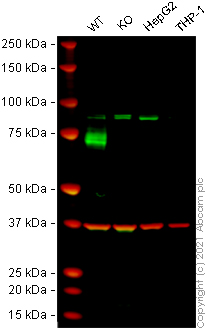 Western blot - Human ABCG2 knockout A549 cell lysate (AB259778), expandable thumbnail