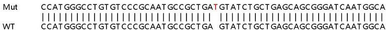 Sanger Sequencing - Human ABL1 knockout HeLa cell line (AB265612)