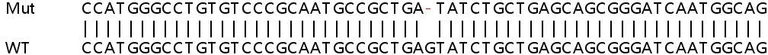 Sanger Sequencing - Human ABL1 knockout HeLa cell line (AB265612)