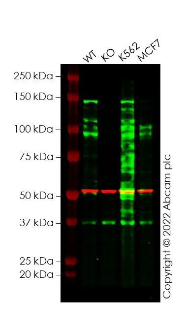 Western blot - Human ABL1 knockout HeLa cell line (AB277152)