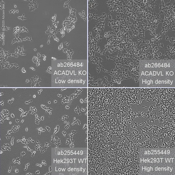 Cell Culture - Human ACADVL (VLCAD) knockout HEK-293T cell line (AB266484)