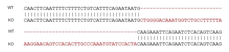 Sanger Sequencing - Human ACE2 knockout Caco-2 cell line (AB273731), expandable thumbnail