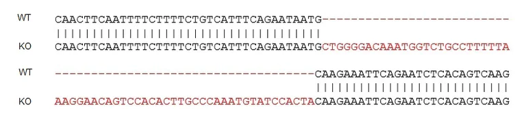 Sanger Sequencing - Human ACE2 knockout Caco-2 cell line (AB273731)