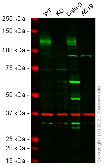 Western blot - Human ACE2 knockout Caco-2 cell line (AB273731), expandable thumbnail