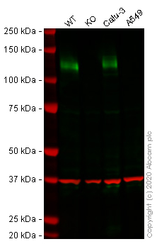 Western blot - Human ACE2 knockout Caco-2 cell line (AB273731), expandable thumbnail