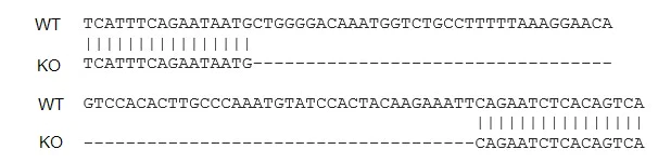 Sanger Sequencing - Human ACE2 knockout Hep G2 cell line (AB273733)