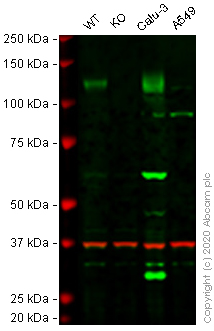 Western blot - Human ACE2 knockout Hep G2 cell line (AB273733), expandable thumbnail