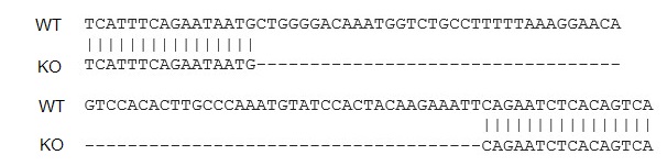 Sanger Sequencing - Human ACE2 knockout Hep G2 cell lysate (AB275495), expandable thumbnail