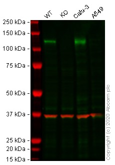 Western blot - Human ACE2 knockout Hep G2 cell lysate (AB275495), expandable thumbnail