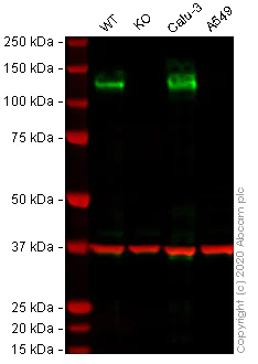 Western blot - Human ACE2 knockout Hep G2 cell lysate (AB275495)