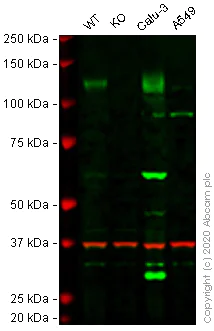 Western blot - Human ACE2 knockout Hep G2 cell lysate (AB275495)